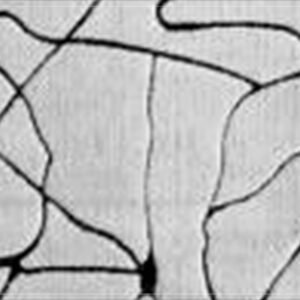 Signature Rugs